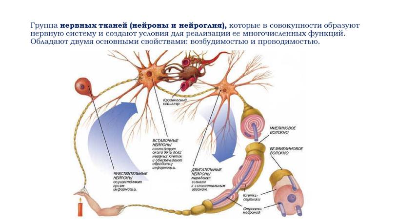 Группа нервных тканей (нейроны и нейроглия), которые в совокупности образуют нервную систему и создают условия для реализации ее многочисленных функций