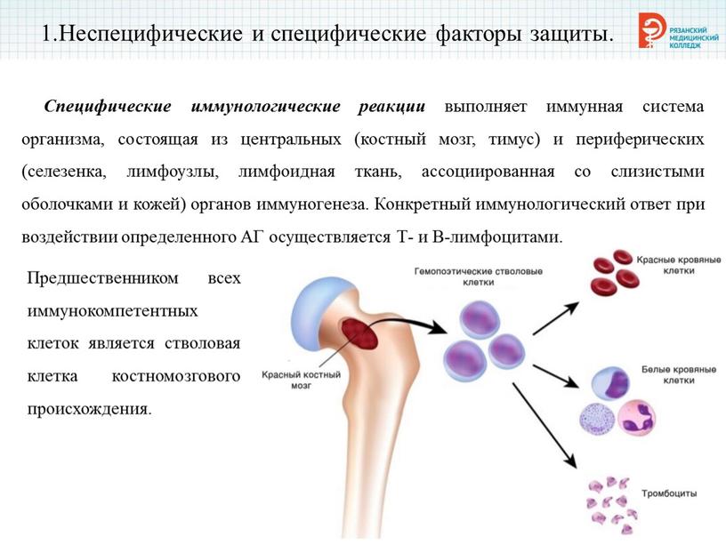 Неспецифические и специфические факторы защиты