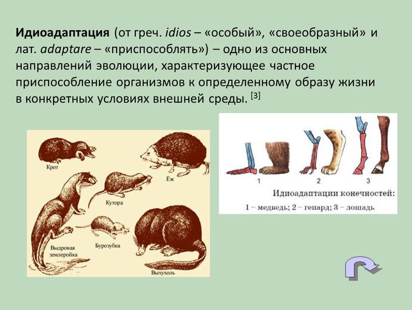 Идиоадаптация (от греч. idios – «особый», «своеобразный» и лат