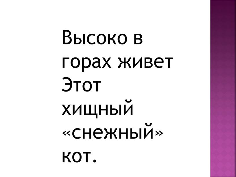 Высоко в горах живет Этот хищный «снежный» кот