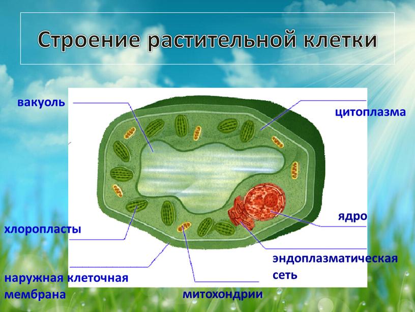 Строение растительной клетки митохондрии наружная клеточная мембрана хлоропласты вакуоль цитоплазма ядро эндоплазматическая сеть