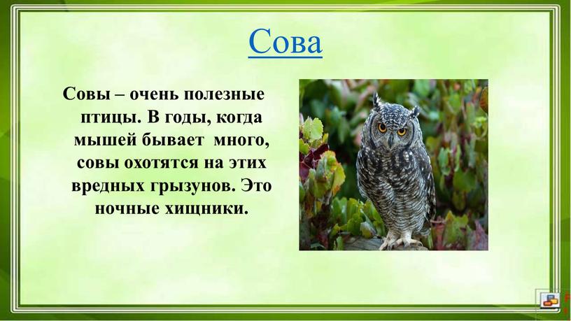 Сова Совы – очень полезные птицы