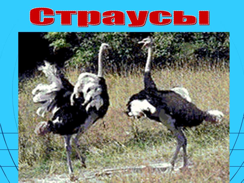 Страусы