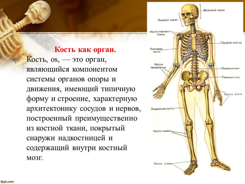 Кость как орган. Кость, os, — это орган, являющийся компонентом системы органов опоры и движения, имеющий типичную форму и строение, характерную архитектонику сосудов и нервов,…