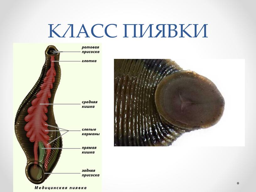 КЛАСС ПИЯВКИ