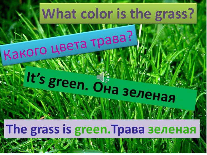 What color is the grass? Какого цвета трава?