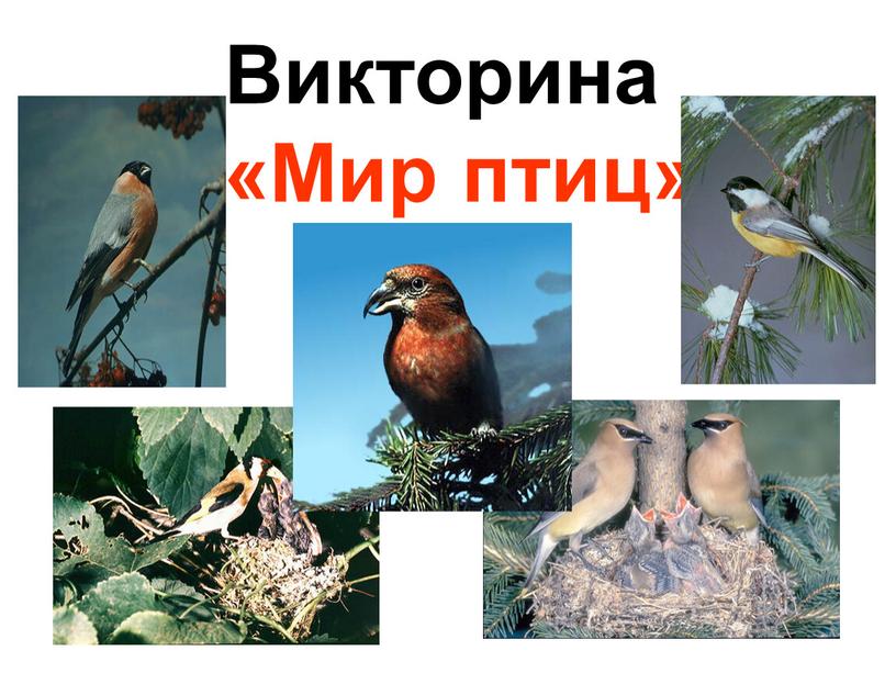 Викторина «Мир птиц»