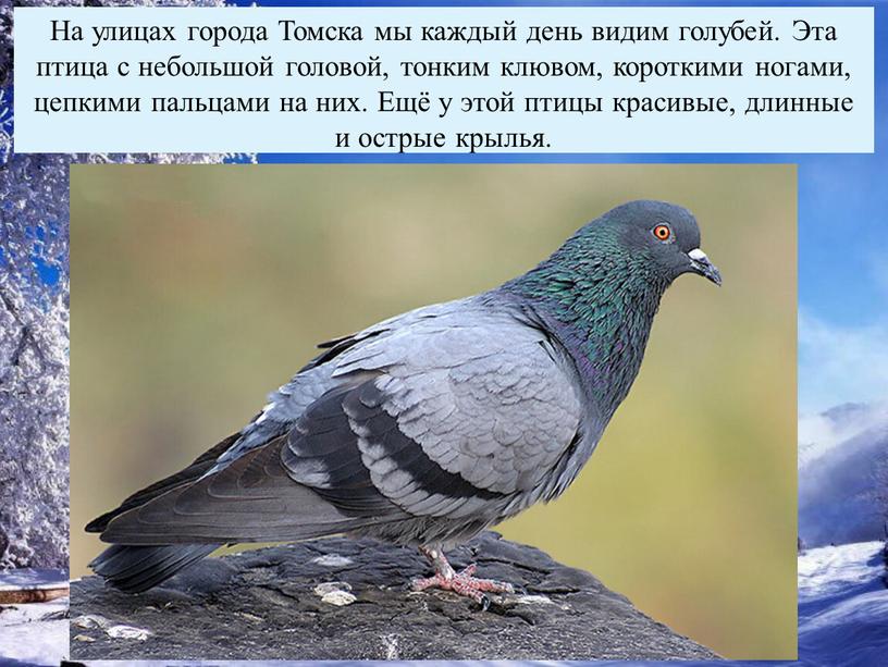 На улицах города Томска мы каждый день видим голубей