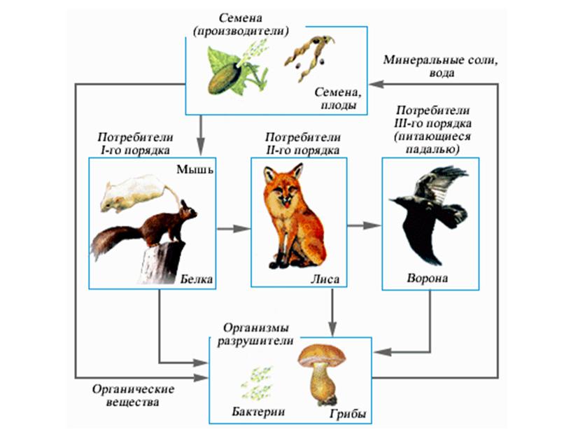 Пищевые цепи, 5 класс, биология