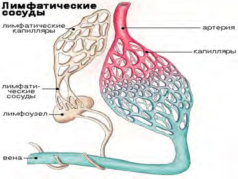 Ангиология (учение о сосудах)