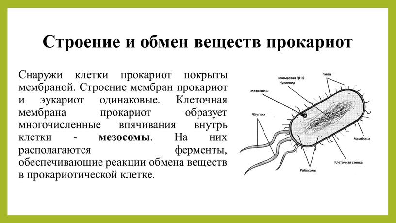 Строение и обмен веществ прокариот