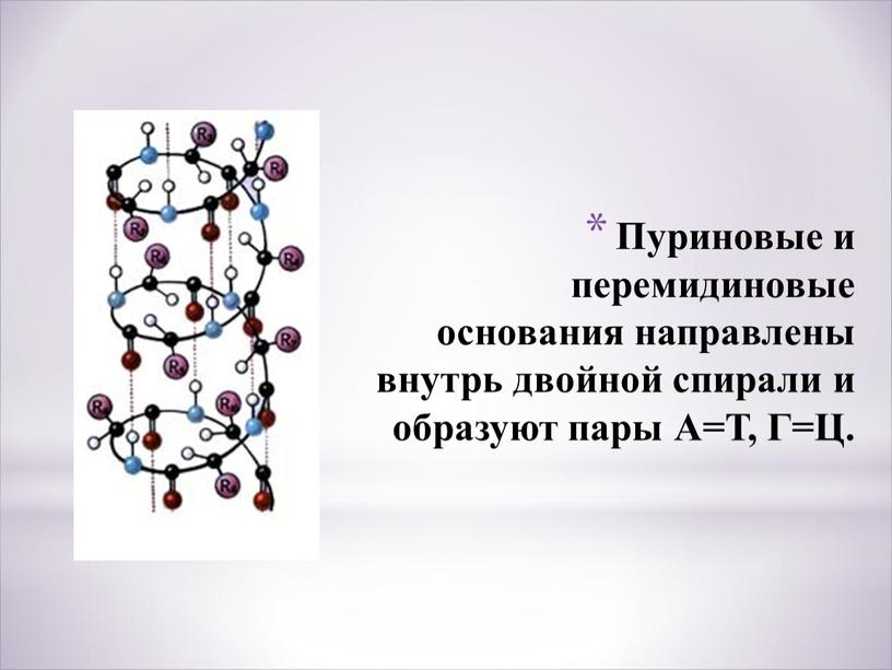 Пуриновые и перемидиновые основания направлены внутрь двойной спирали и образуют пары