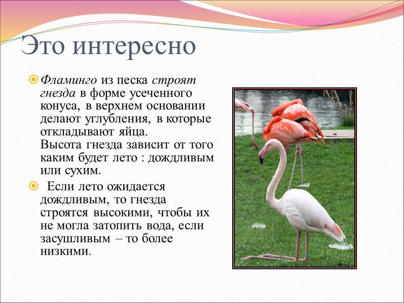 Это интересно Фламинго из песка строят гнезда в форме усеченного конуса, в верхнем основании делают углубления, в которые откладывают яйца