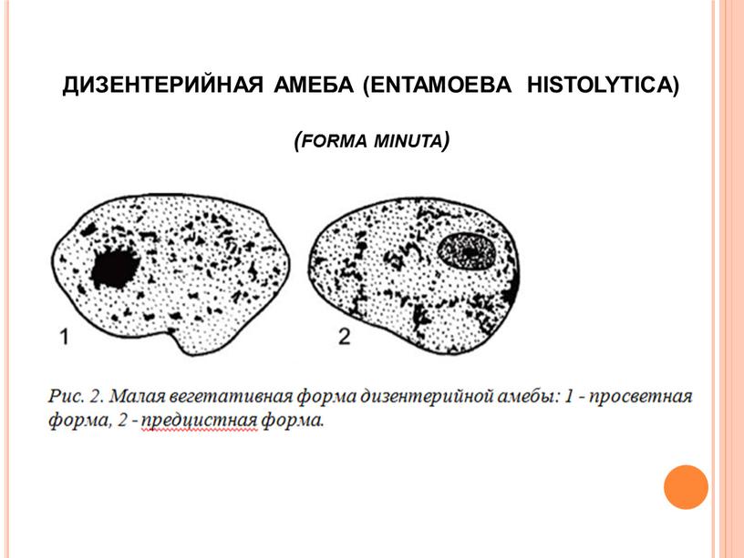 ДИЗЕНТЕРИЙНАЯ АМЕБА (ENTAMOEBA