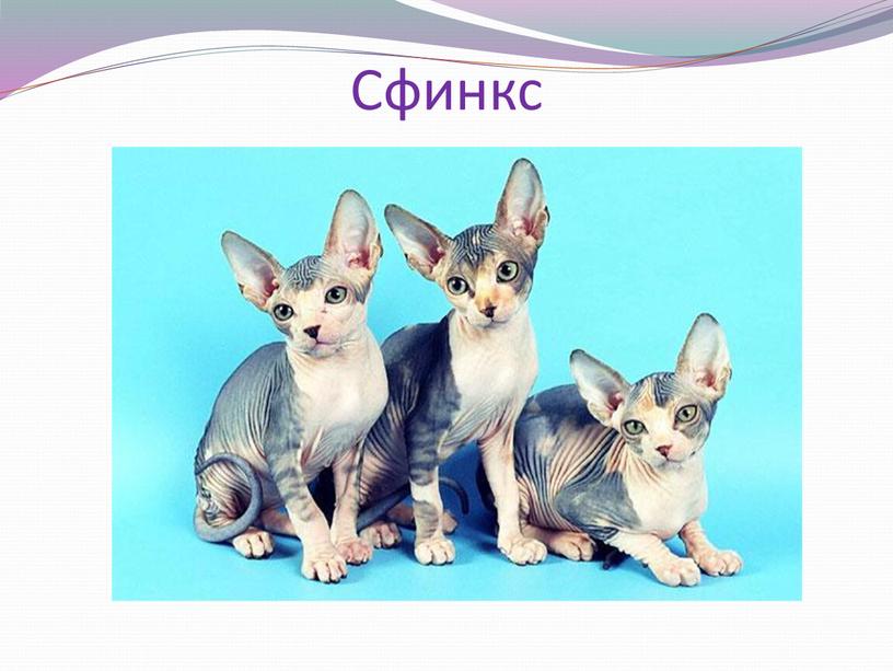 Сфинкс