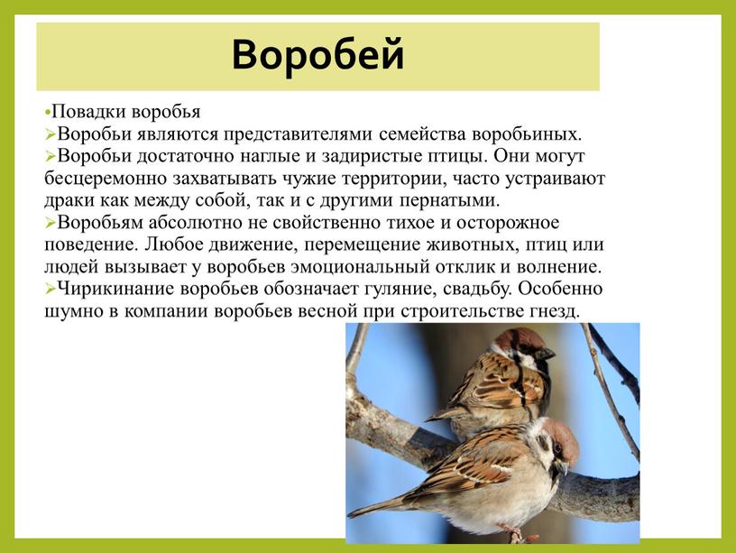 Воробей Повадки воробья Воробьи являются представителями семейства воробьиных