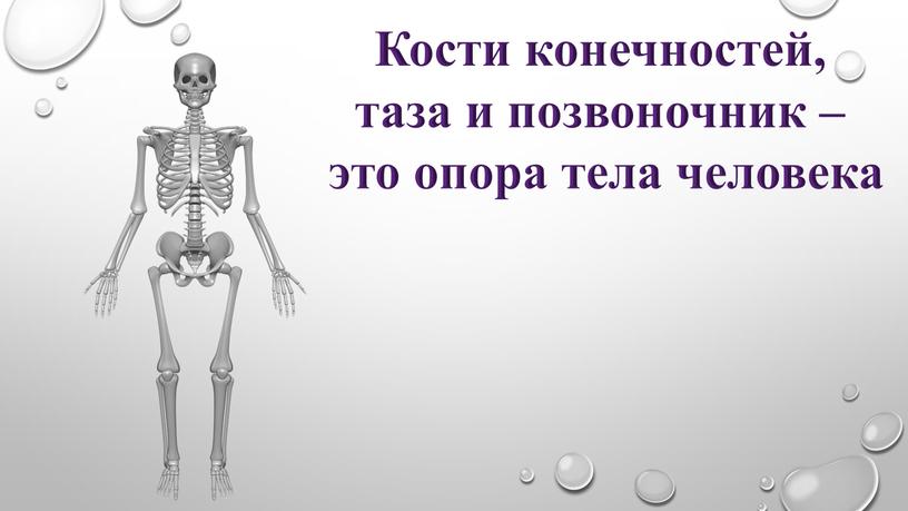 Кости конечностей, таза и позвоночник – это опора тела человека