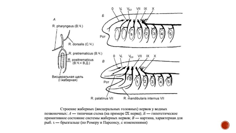 Нервная система позвоночных