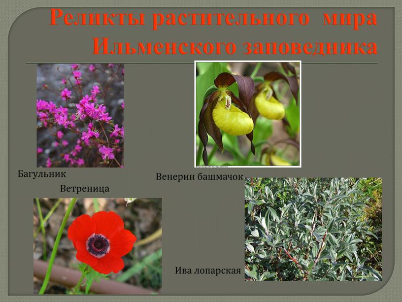 Реликты растительного мира Ильменского заповедника