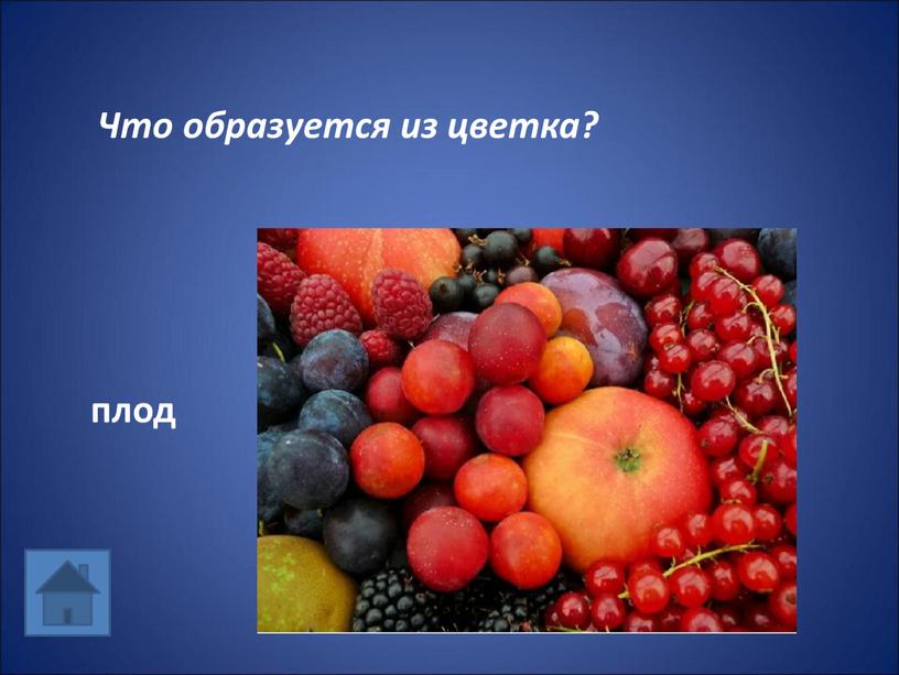 Что образуется из цветка? плод