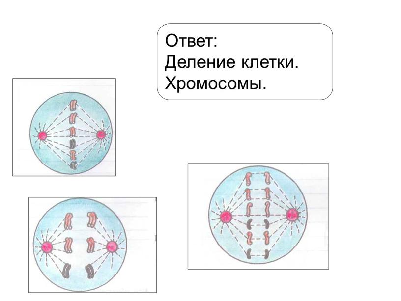 Ответ: Деление клетки. Хромосомы