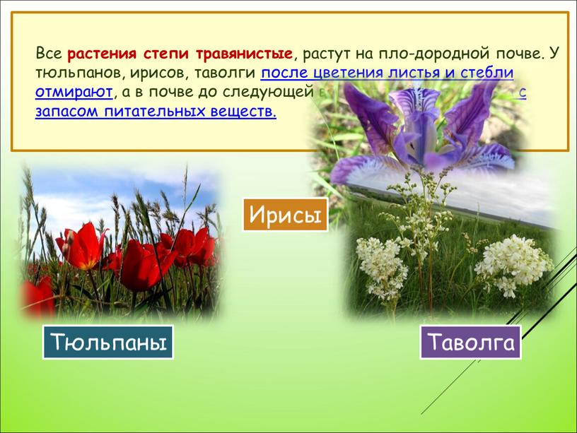 Все растения степи травянистые , растут на пло-дородной почве