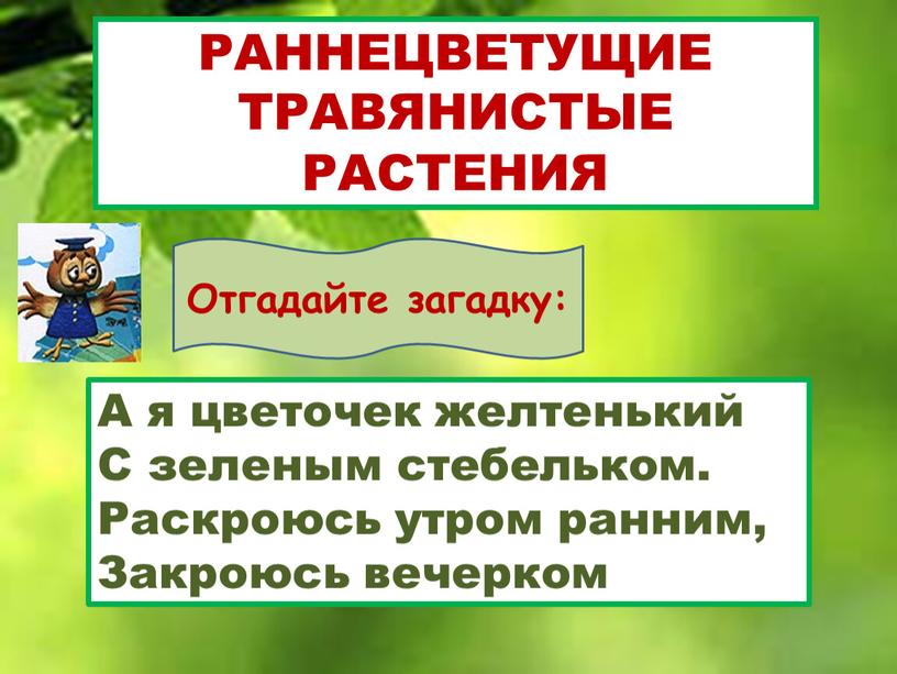 РАННЕЦВЕТУЩИЕ ТРАВЯНИСТЫЕ РАСТЕНИЯ