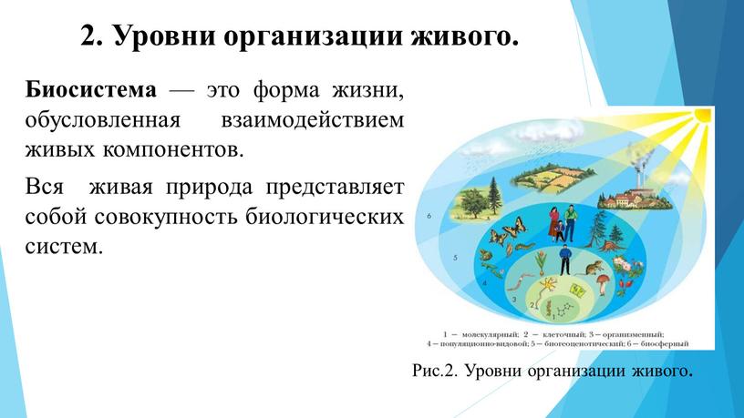 Биосистема — это форма жизни, обусловленная взаимодействием живых компонентов