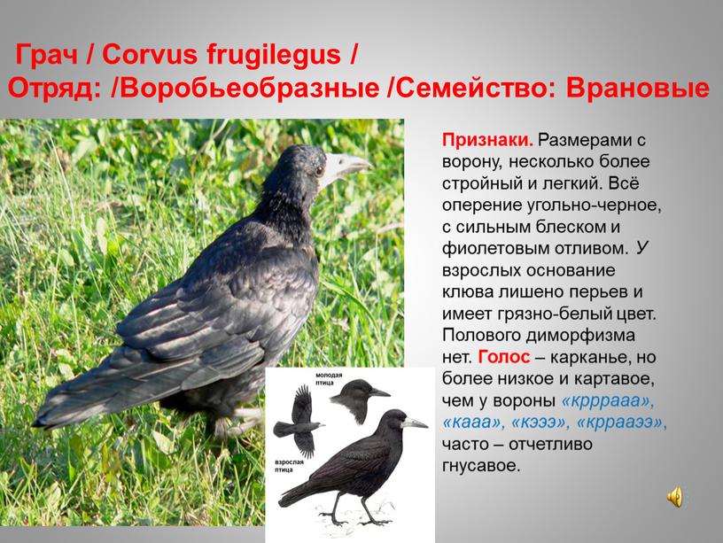 Грач / Corvus frugilegus / Отряд: /Воробьеобразные /Семейство: