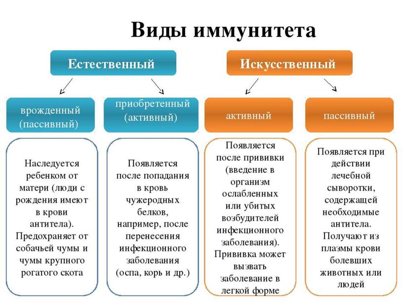 Презентация "Инфекционные заболевания"