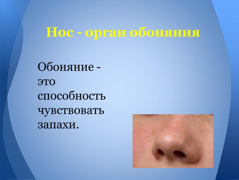 Нос - орган обоняния Обоняние - это способность чувствовать запахи
