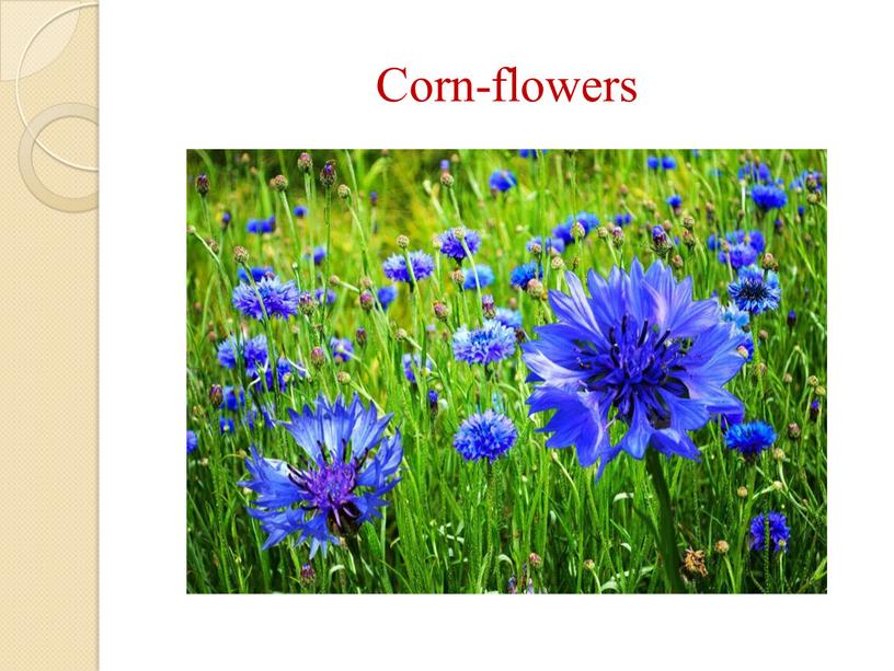 Corn-flowers