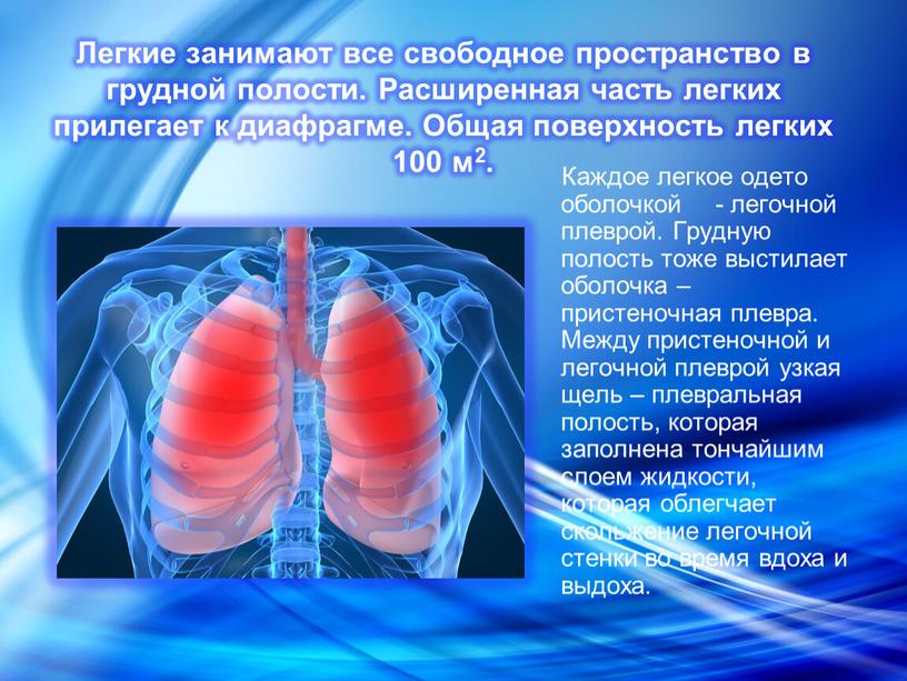 Каждое легкое одето оболочкой - легочной плеврой