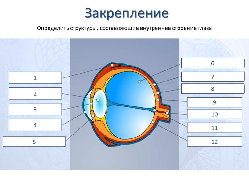 Закрепление 1 2 3 4 5 6 7 8 9 10 11 12