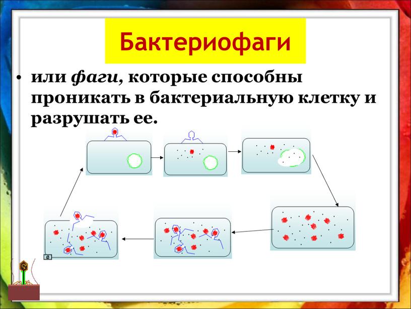 Бактериофаги или фаги, которые способны проникать в бактериальную клетку и разрушать ее