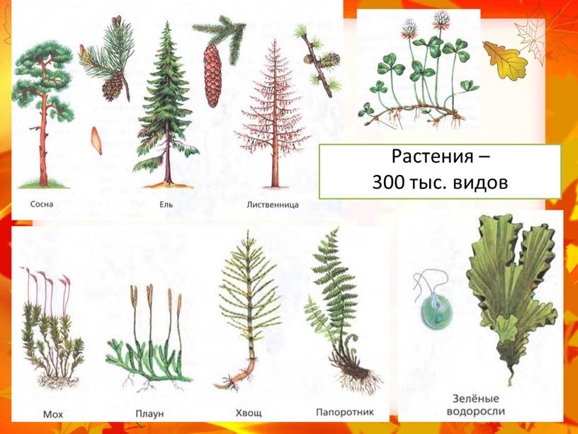 Растения – 300 тыс. видов