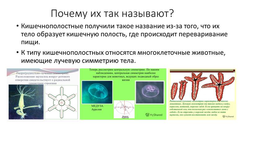 Почему их так называют? Кишечнополостные получили такое название из-за того, что их тело образует кишечную полость, где происходит переваривание пищи