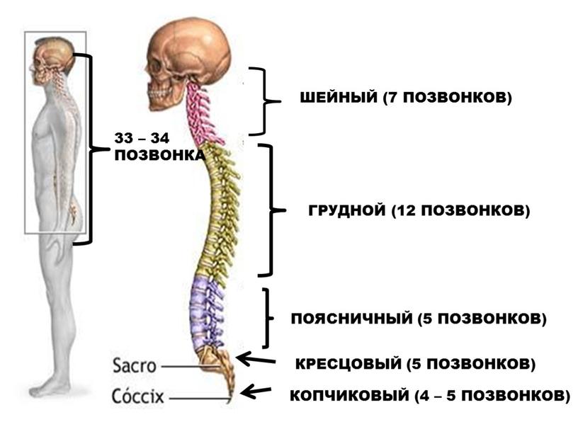 ШЕЙНЫЙ (7 ПОЗВОНКОВ) 33 – 34 ПОЗВОНКА