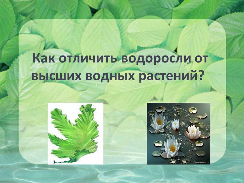 Как отличить водоросли от высших водных растений?
