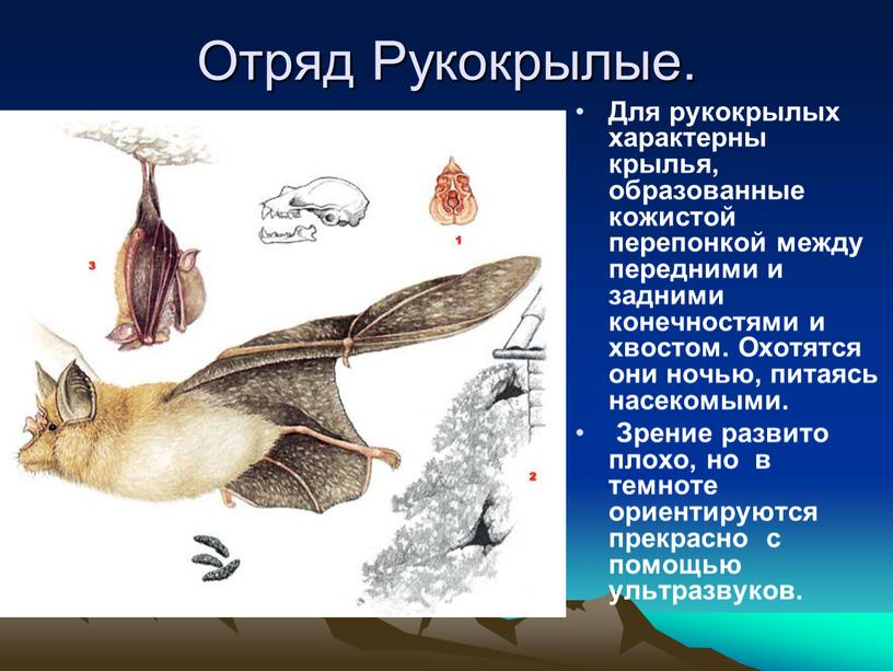 Отряд Рукокрылые. Для рукокрылых характерны крылья, образованные кожистой перепонкой между передними и задними конечностями и хвостом