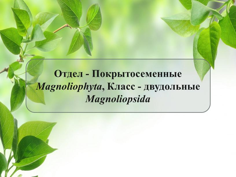 Отдел - Покрытосеменные Magnoliophyta ,