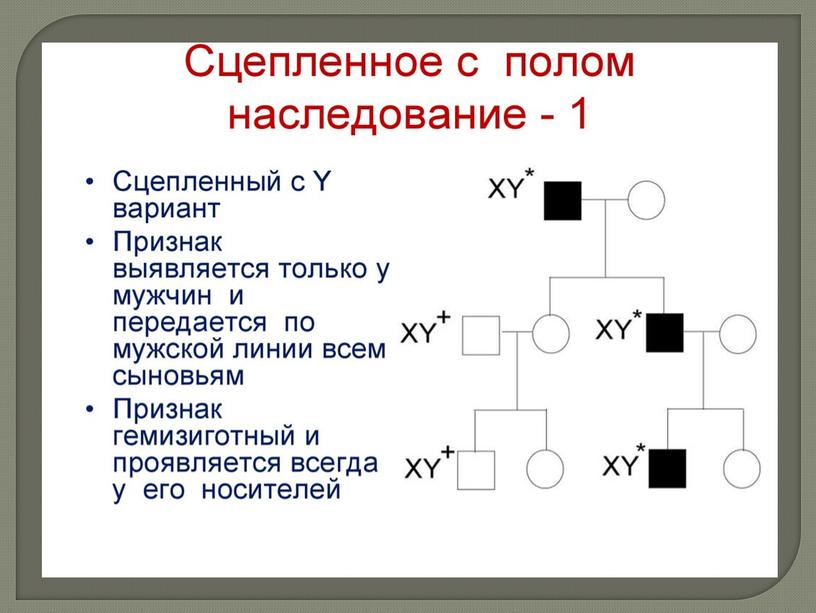 Презентация Генетика пола