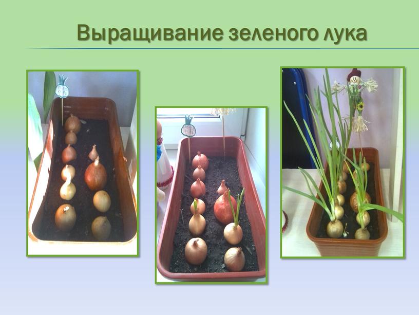 Выращивание зеленого лука