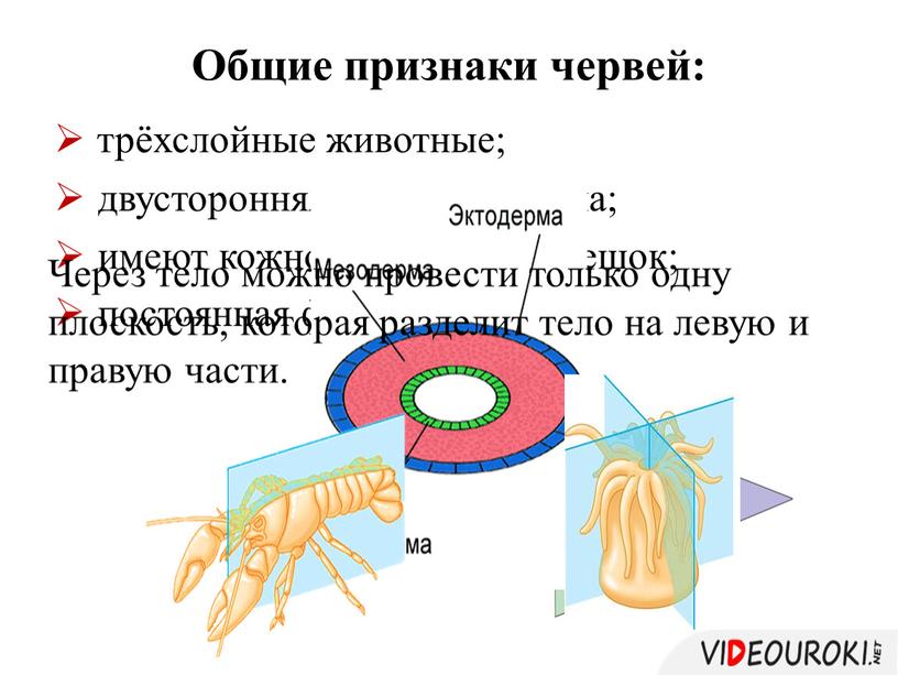 Общие признаки червей: трёхслойные животные; двусторонняя симметрия тела; имеют кожно-мускульный мешок; постоянная форма тела;