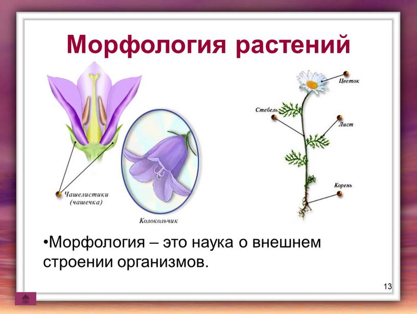 Морфология растений Морфология – это наука о внешнем строении организмов