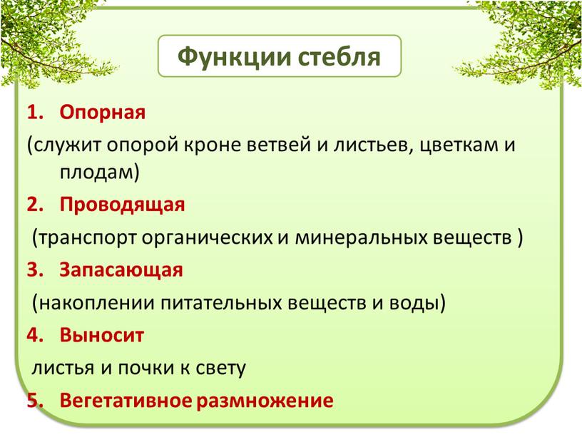 Функции стебля Опорная (служит опорой кроне ветвей и листьев, цветкам и плодам)