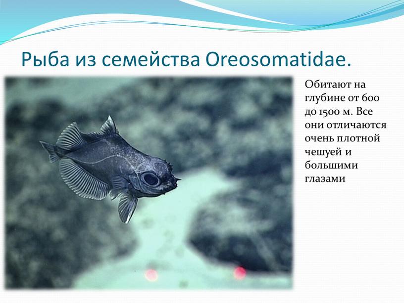 Рыба из семейства Oreosomatidae