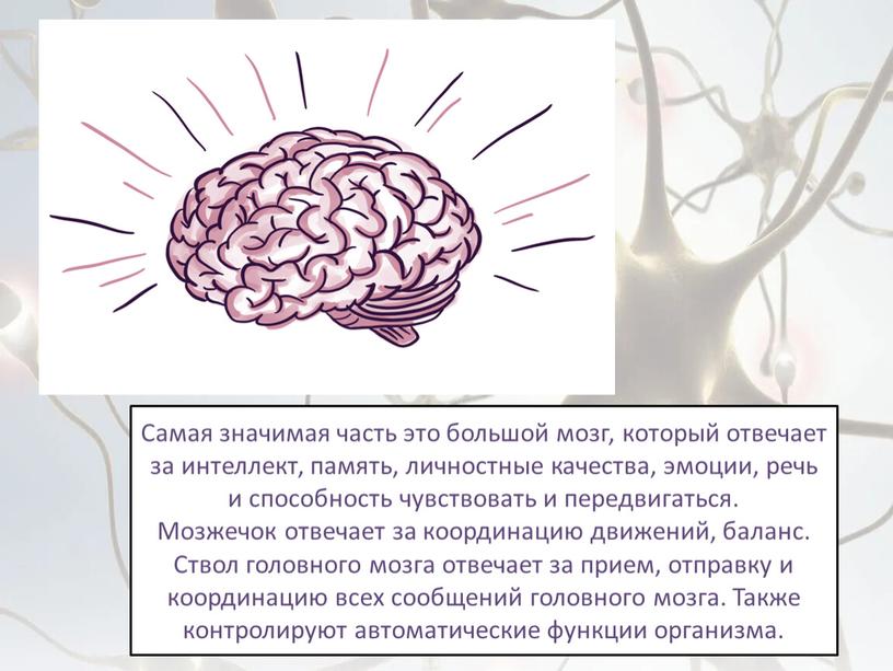 Самая значимая часть это большой мозг, который отвечает за интеллект, память, личностные качества, эмоции, речь и способность чувствовать и передвигаться