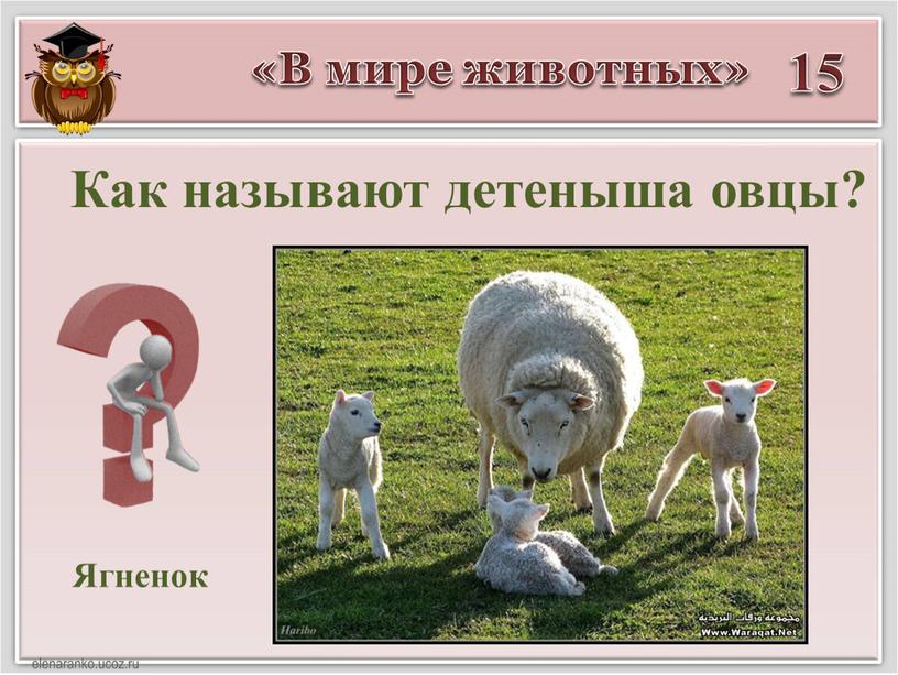 В мире животных» 15 Ягненок