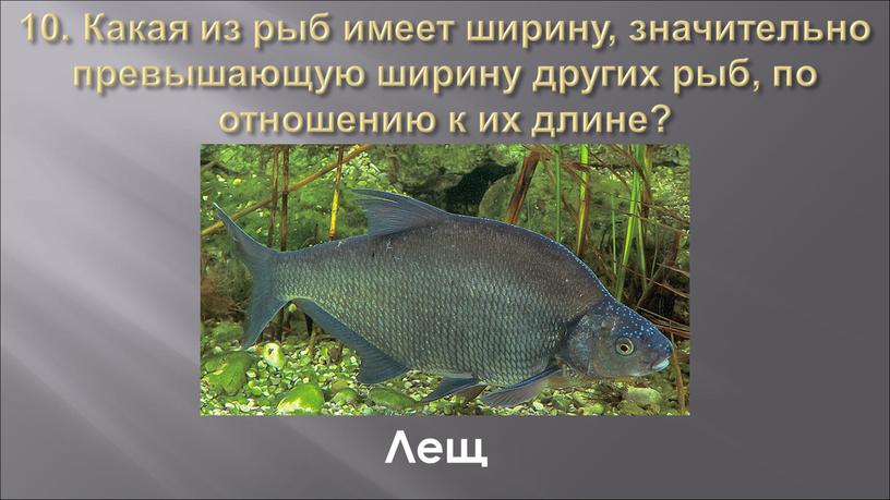 Какая из рыб имеет ширину, значительно превышающую ширину других рыб, по отношению к их длине?